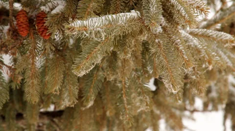 Pine Trees Snow 6 loop 動画素材 30907797