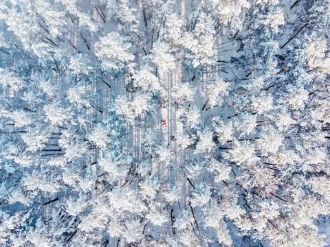 Pine trees in the snow from above Stock Photos