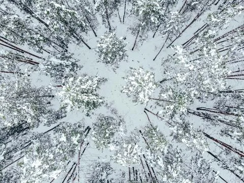 Pine trees in the snow from above Stock Photos
