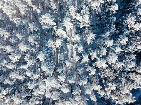 Pine trees in the snow from above Stock Photos