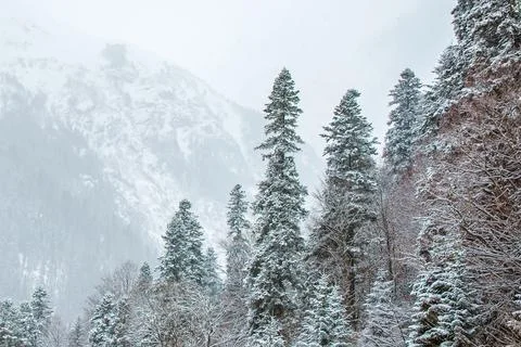 Pine trees in the snow on the background of mountains Stock Photos