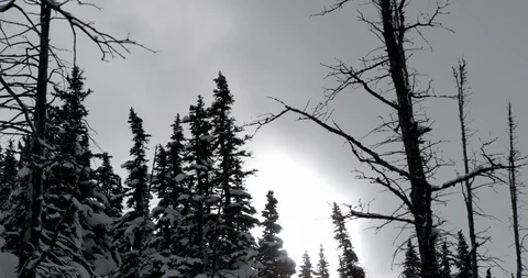 Pine trees on snow clad mountain slopes Stock Footage 86248258