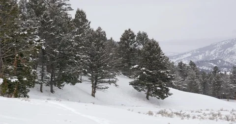 Pine trees on the snow covered mountain slope in Yellowstone National Park Stock Footage 93375342