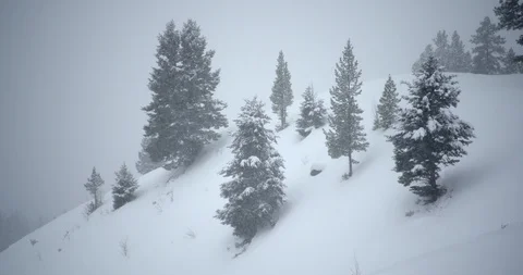 Pine trees on the snow covered mountain slope in Yellowstone National Park Stock Footage 93375813