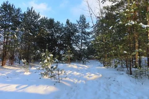 Pine trees on the snow covered shore of the baltic sea in winter Stock Photos