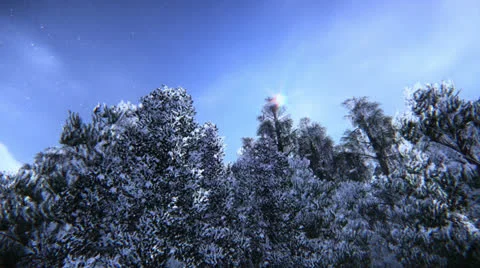 Pine trees in snow Stock Footage 25196554