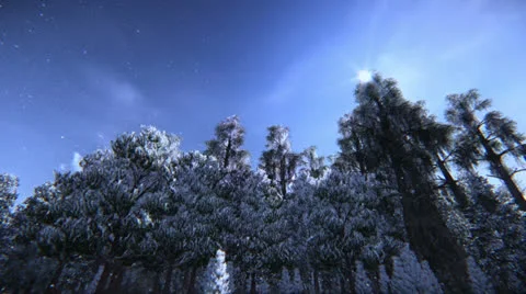 Pine trees in snow Stock Footage 25200575