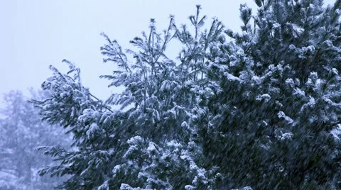 Pine Trees in The Snow Stock Footage 44343381