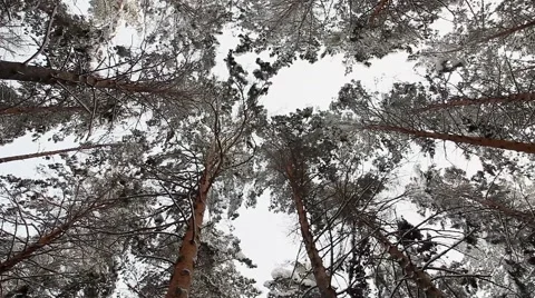 Pine trees in snow Stock Footage 46110116