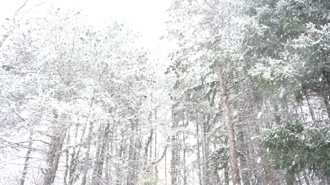 PINE TREES IN SNOW Stock Footage 221502406
