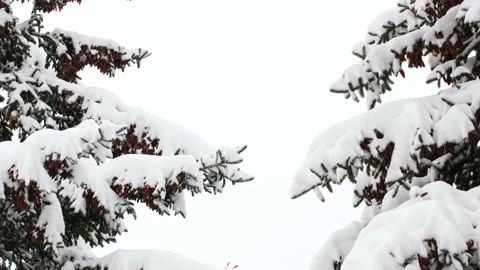 Pine Trees in the Snow Stock Footage 226861229
