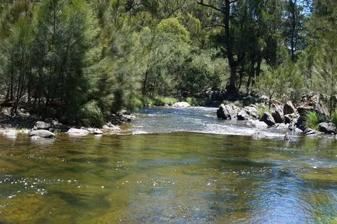 Pine Trees on Snow Melted River Stock Photos