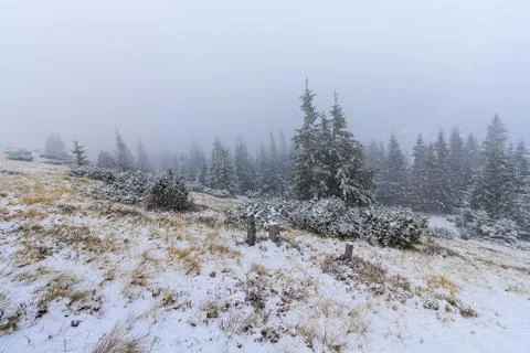 Pine trees in the snow on a mountain plain Stock Photos