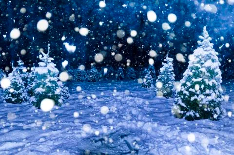 Pine trees in the snow Stock Photos