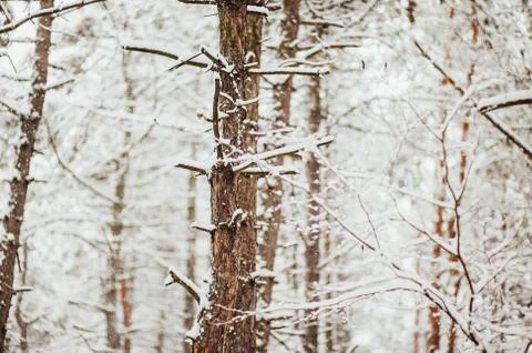 Pine trees in the snow 스톡 사진