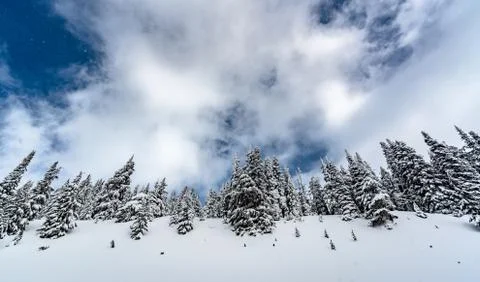 Pine Trees in Snow Stock Photos