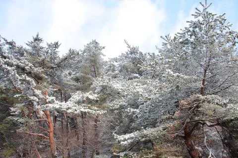 Pine trees on the snow Stock Photos