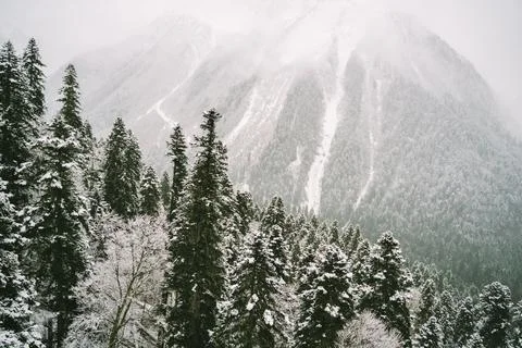 Pine trees in the snow Stock Photos