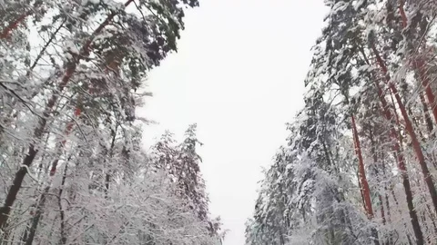 Pine trees in the snow on the sides, bottom view, slow motion. Winter walk 動画素材 109548214