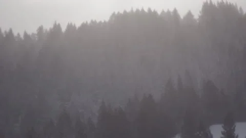 Pine Trees in Snow Storm Stock Footage 210979125