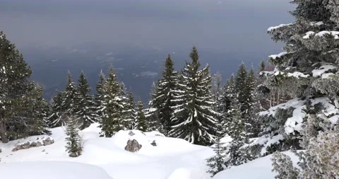 Pine trees with snow on the top of the mountain during a winter day Stock Footage 171558350