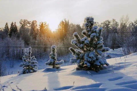 Pine trees in the snow. winter landscape at sunrise or sunset 스톡 사진