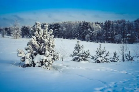 Pine trees in the snow. winter landscape at sunrise or sunset Fotos de archivo