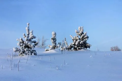 Pine trees in the snow. winter landscape at sunrise or sunset Stock Photos