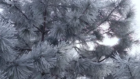 Pine Trees in the Snow on a Winter Sunny Bright Day. Beautiful Landscape of Natu Stock Footage 231682291