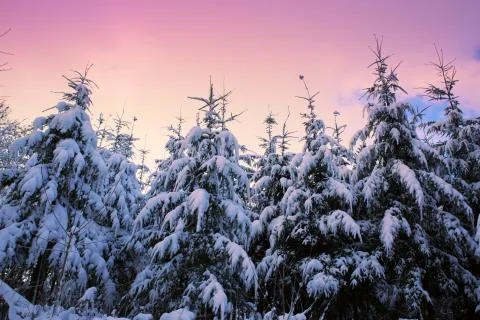 Pine trees with snow in winter . Winter background. Stock Photos