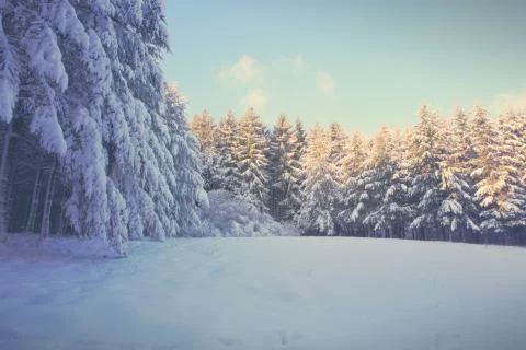 Pine trees with snow in winter . Winter background. Stock Photos