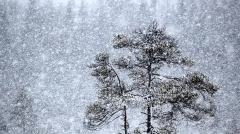Pine Trees in Snowfall 库存照片