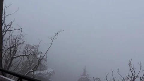 Pine trees with snowfall on them during winter 스톡 동영상 148254360