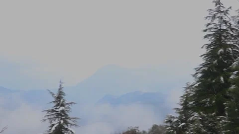 Pine trees with snowfall on them during winter 库存影片 148254378