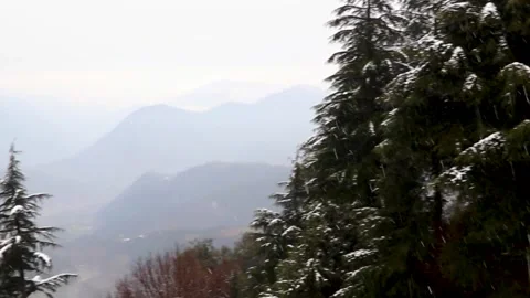 Pine trees with snowfall on them during winter 库存影片 148254382