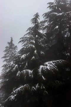 Pine trees with snowfall on them during winter Fotos de archivo