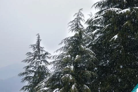 Pine trees with snowfall on them during winter Fotos de archivo