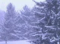 Pine Trees in Snowstorm Footage