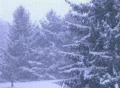 Pine Trees in Snowstorm SD Footage