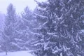 Pine Trees in Snowstorm Footage