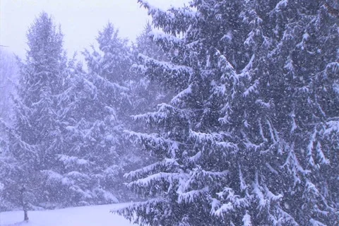 Pine Trees in Snowstorm 動画素材 2750081