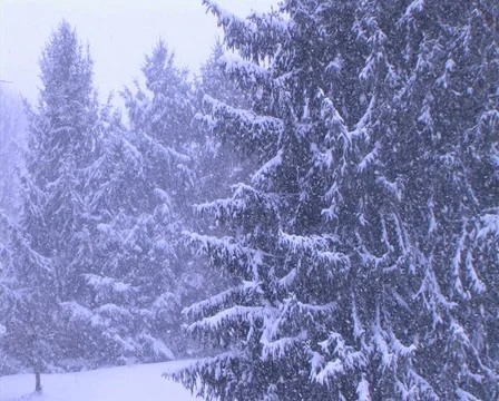 Pine Trees in Snowstorm 動画素材 2872309