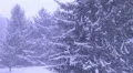 Pine Trees in Snowstorm HD Footage