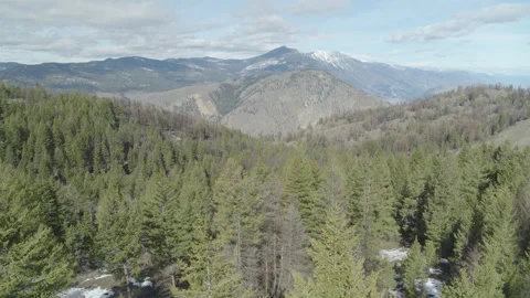 Pine Trees with Snowy Mountains in Background drone slow motion Stock Footage 255053470