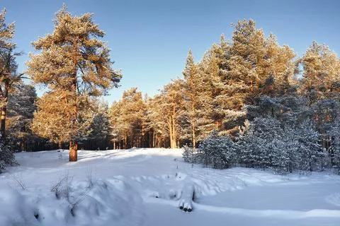Pine trees in a snowy winter forest Stock Photos