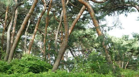 Pine Trees in the Spring Mountain Hiking Trail Stock Photos