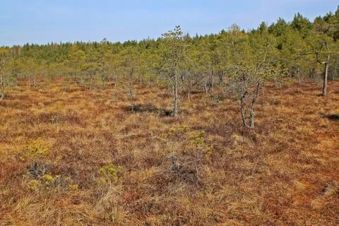 Pine trees in spring Stock Photos