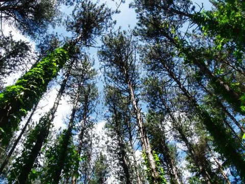 Pine trees in spring Stock Photos