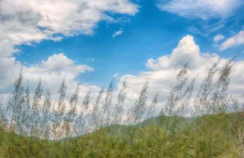 Pine trees stand in front of the mountains and the sky is a beautiful natural 写真素材