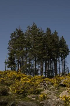 Pine trees stand on ground covered with yellow spring vegetation Stock-Fotos